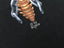 Megadeth '93/'94 'Dr. Vic' XL L/S